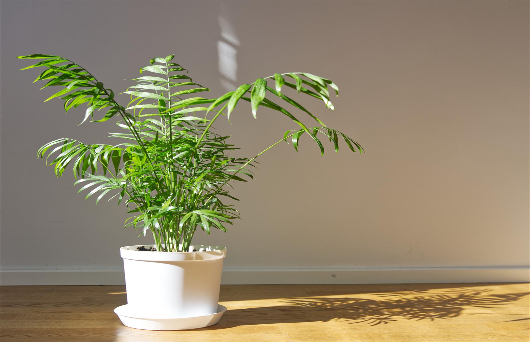 Safe swap: parlour palm (Chamaedorea elegans)